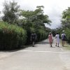 Persone camminano su un viale alberato.