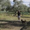 Uomo con cane in un campo di ulivi.