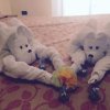 Asciugamani piegati a forma di animali su letto.