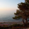 Vista spiaggia al tramonto con albero.